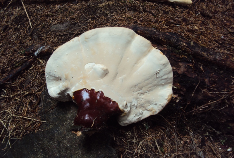 Il mio primo Ganoderma valesiacum!